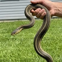 8 Easy Ways To Keep Snakes Away From Your Yard