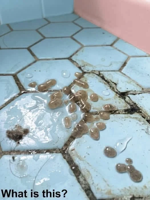 Why Walked bathroom floor Honestly it's first Deserves a Thoughtful Reading