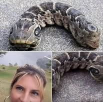 Snake saved post: The Details That Matter