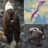Sea bird and the Value of a Balanced View