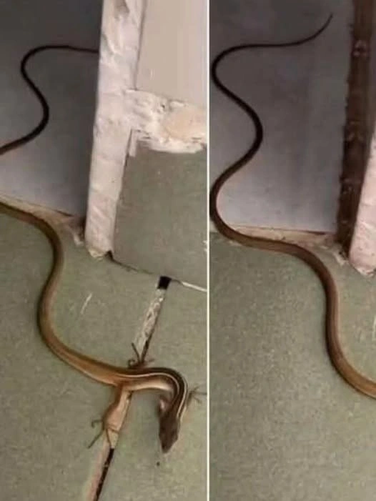 A Practical Guide to Safely Managing an Unexpected Snake Encounter Inside Your Home