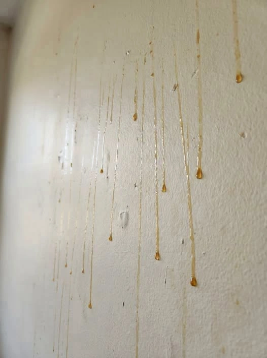Manchas amarillas que aparecen en la pared: de dónde salen