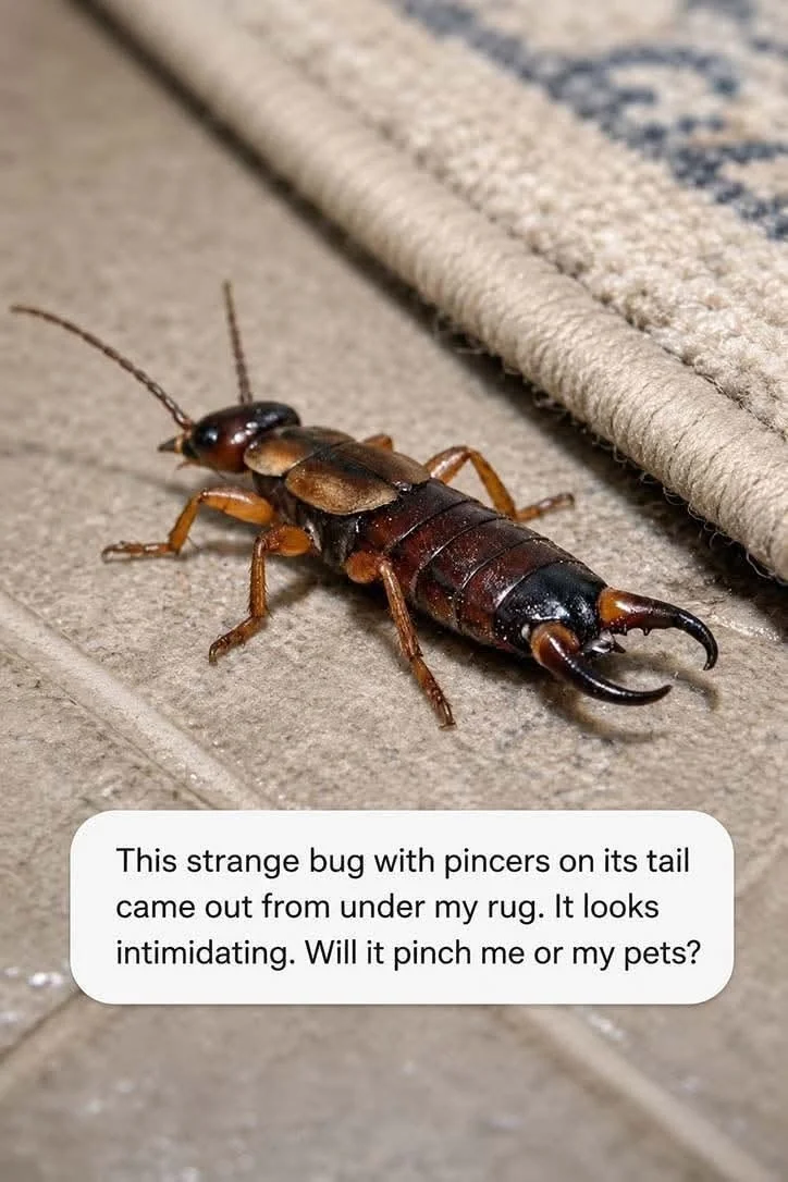 An Earwig's Pincers Look More Alarming Than Its Household Threat