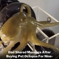 Compró un pulpo como mascota y descubrió el trabajo real