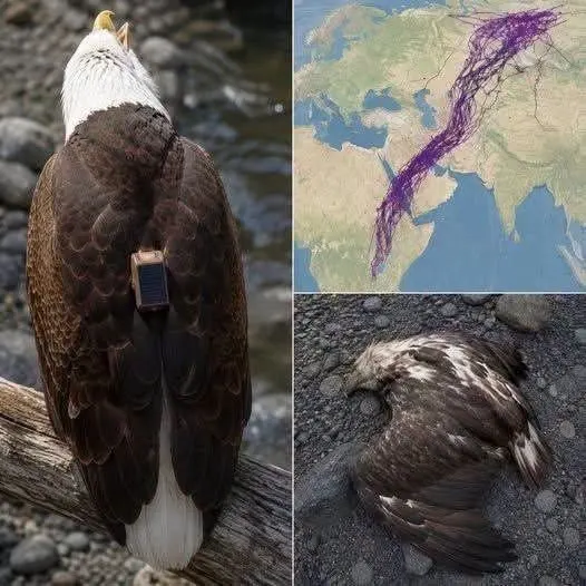 Lo que se descubrió al seguir a las aves migratorias con GPS