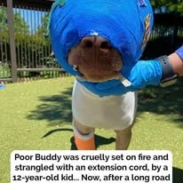 El perro que llegó temblando al refugio y ahora recibe a todos