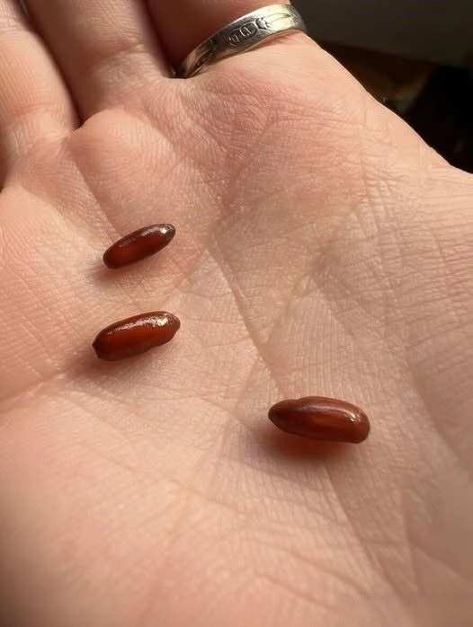 Las cápsulas raras que aparecen en la cama y de dónde salen