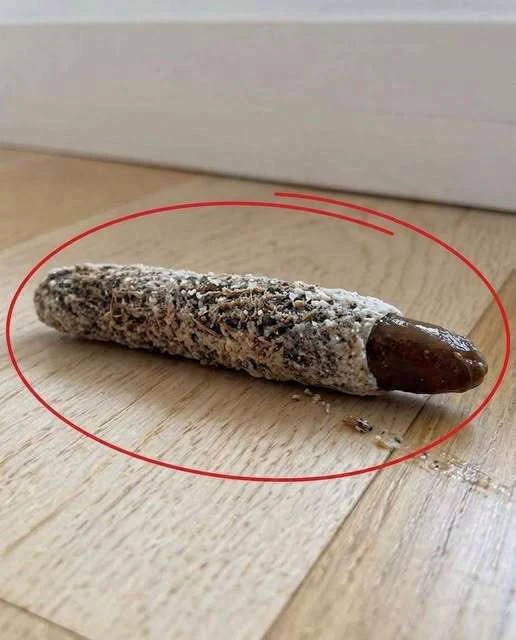 The Hidden Architect: Understanding the Mysterious Object Found on Your Bedroom Floor