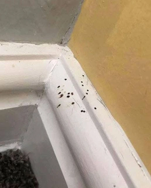 Los puntitos negros en la cocina: de dónde salen realmente