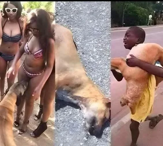 If your dog is sniffing your genital area, it means you havee