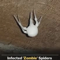Infected 'Zombie' Spiders Never Seen Before Are Invading US Homes