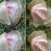 Los hongos que aparecen en el parque después de llover