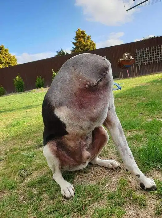 People Are Confused Over This Photo Of A ‘Headless’ Dog – Hot24h