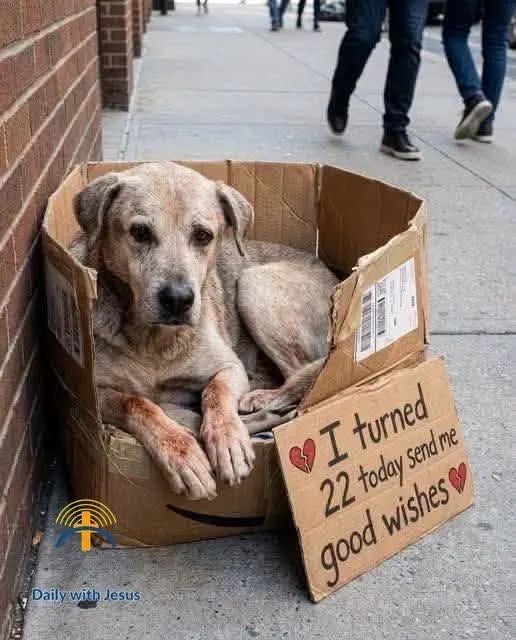 Poor Thing: His Paws Are Raw From Constant Licking — What Every Dog Owner Should Know