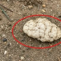 puffball mushroom — A Closer Look at the Story