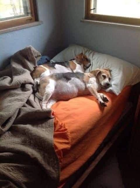 Dormir con el perro en la cama: lo que cambia en la casa