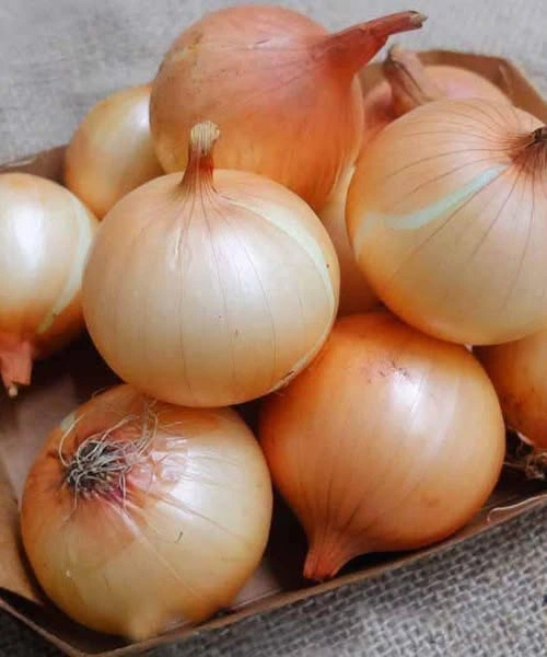The Health Benefits of Eating Onions Regularly - Story News
