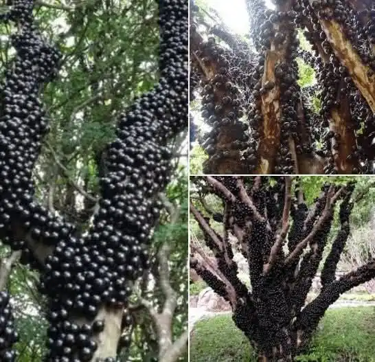 La jabuticaba, la fruta rara que crece pegada al tronco del árbol
