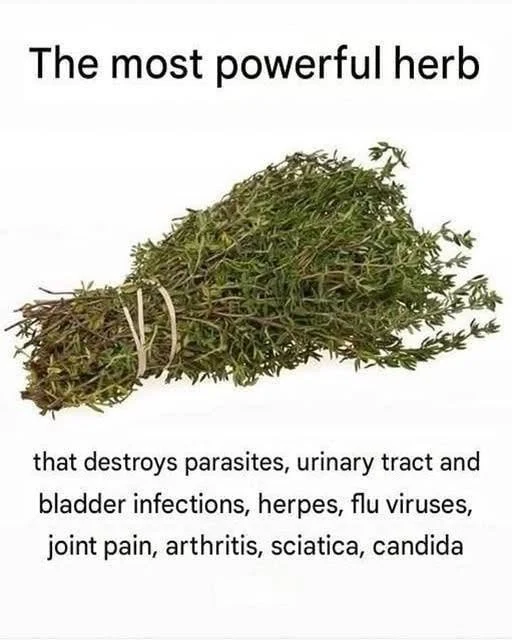 THE MOST POTENT HERB THAT DESTROYS PARASITES, URINARY TRACT – Hot24h