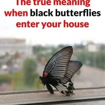 Qué hace una mariposa negra dentro de casa y por qué entra