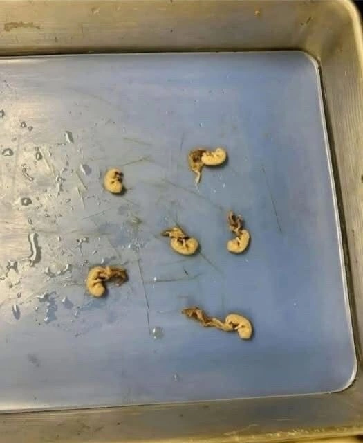 Parecen semillas, pero no lo son: el detalle de la fresa