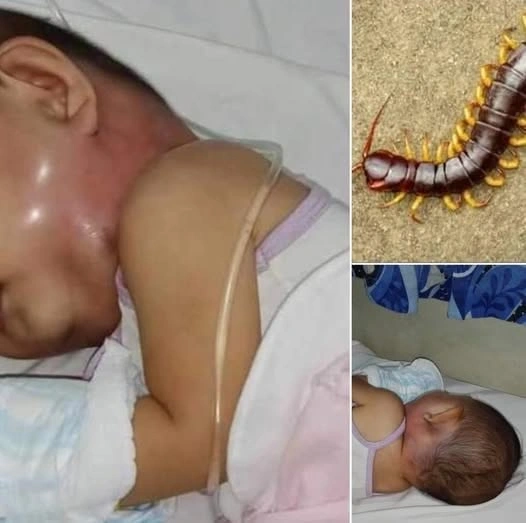 Why You Should Never Kill A House Centipede Inside Your House Again – Hot24h